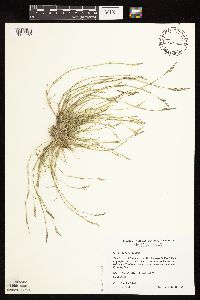 Sporobolus neglectus image