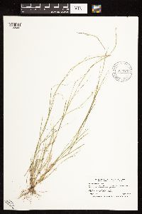 Sporobolus neglectus image