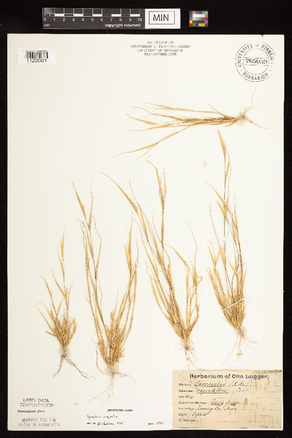 Sporobolus neglectus image