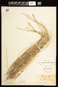 Sporobolus vaginiflorus image