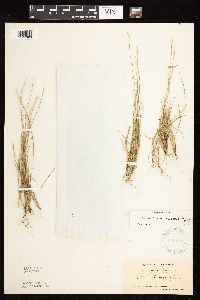 Sporobolus vaginiflorus image