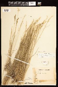 Vulpia octoflora image