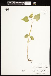 Fagopyrum esculentum image