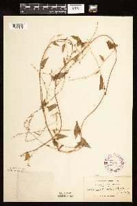 Fallopia convolvulus image