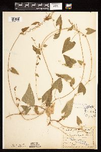 Fallopia convolvulus image