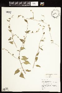 Fallopia convolvulus image