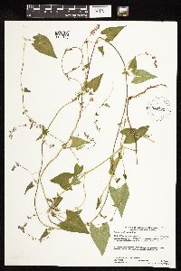 Fallopia convolvulus image