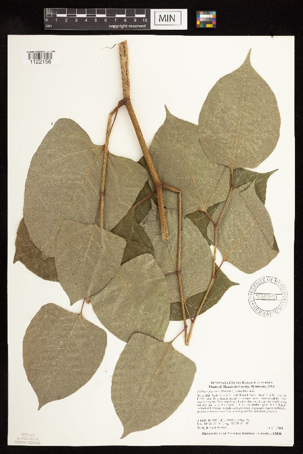 Fallopia japonica image