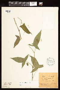 Persicaria arifolia image