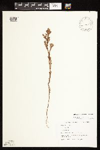 Polygonum achoreum image