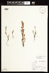 Polygonum achoreum image