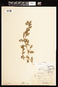 Polygonum achoreum image