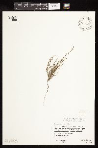 Polygonum tenue image