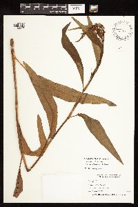 Rumex altissimus image