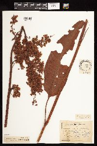Rumex britannica image
