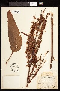 Rumex britannica image
