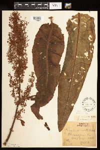 Rumex britannica image