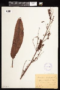 Rumex britannica image