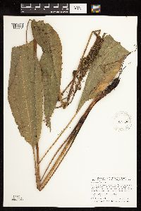 Rumex britannica image