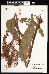 Rumex britannica image