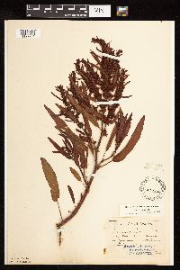 Rumex fueginus image