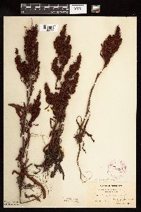 Rumex fueginus image
