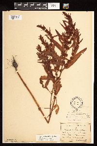 Rumex fueginus image