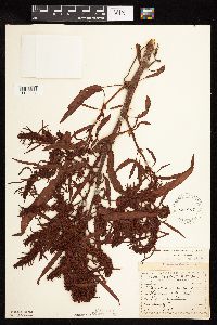 Rumex fueginus image