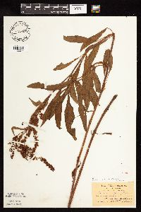 Image Associated With the Occurrence