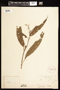 Rumex verticillatus image