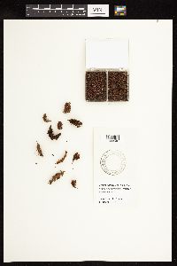 Bistorta bistortoides image