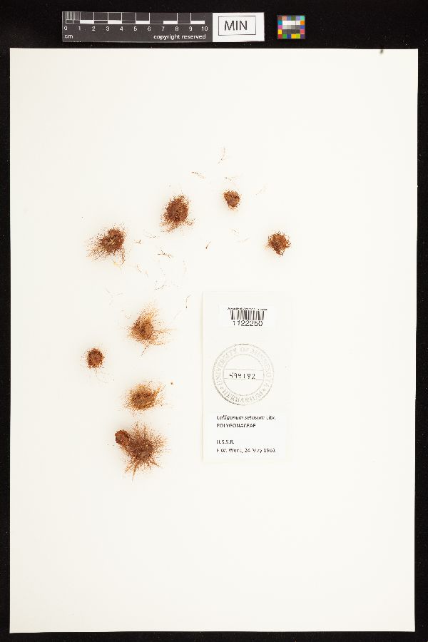 Calligonum setosum image