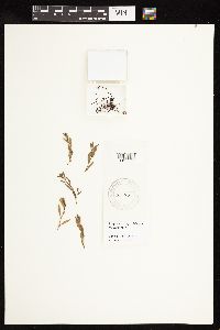 Polygonum douglasii image