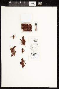 Rumex fueginus image