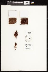 Rumex fueginus image