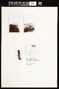 Image Associated With the Occurrence