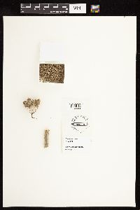 Media resource of Conium maculatum