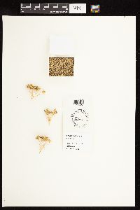 Conium maculatum image