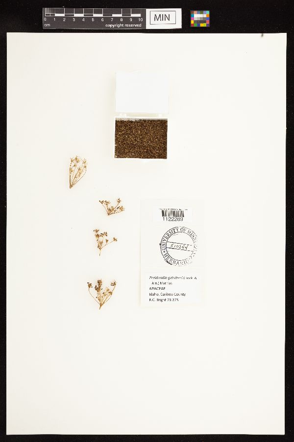 Perideridia gairdneri image