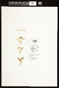 Perideridia gairdneri image