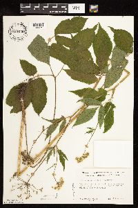 Aegopodium podagraria image