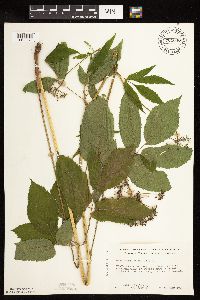 Aegopodium podagraria image
