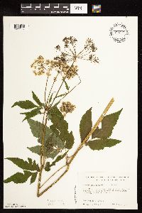 Aegopodium podagraria image