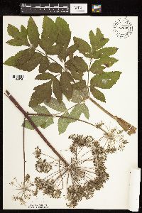 Angelica atropurpurea image