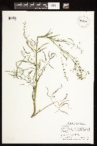 Cicuta bulbifera image