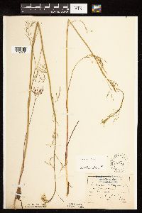 Cicuta bulbifera image