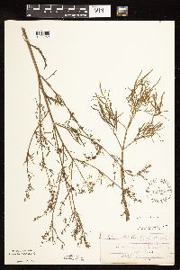 Cicuta bulbifera image