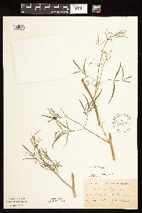 Cicuta bulbifera image