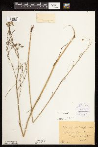 Cicuta bulbifera image