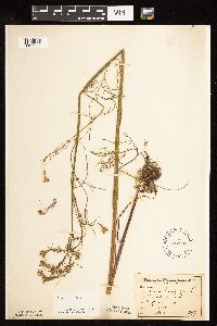 Cicuta bulbifera image